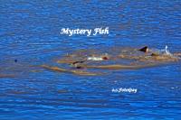 Mysteries & Nessy
