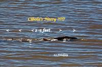 Mysteries & Nessy